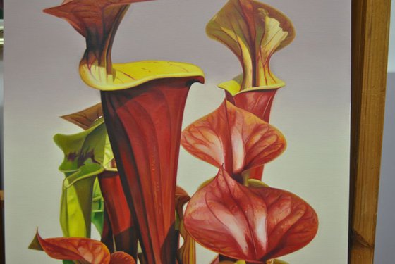 Sarracenia Waccamaw, Oil on canvas painting