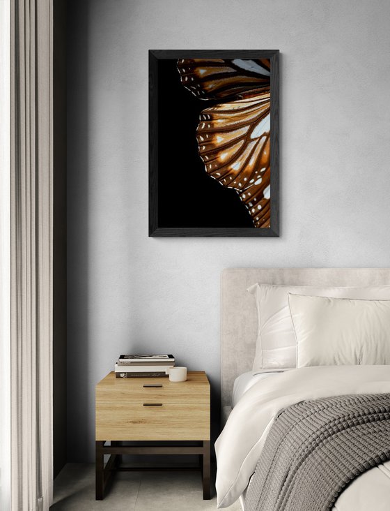 Monarch Butterfly Wing