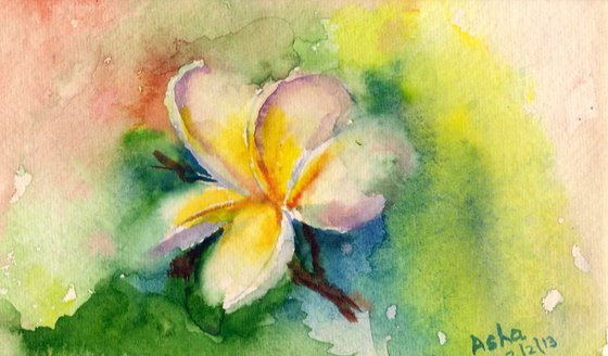 Frangipani flowers