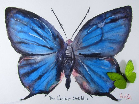 The Centaur Oakblue (Amblypodia Cantaurus)