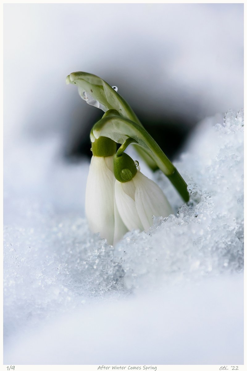 After Winter Comes Spring - art photo of a snowdrop flowers in the snow, limited edition p... by Inna Etuvgi