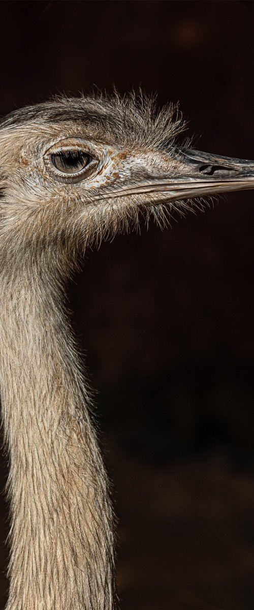Ostrich portrai by Lidiya Dmitrieva