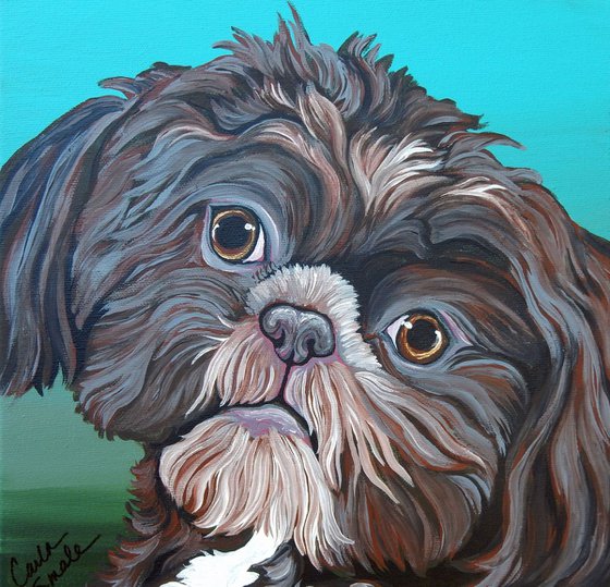 Brown Shih Tzu Pet Dog-10 x 10 inch Stretched Canvas-Carla Smale