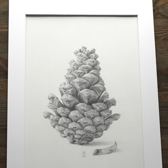 Pine Cone Silverpoint