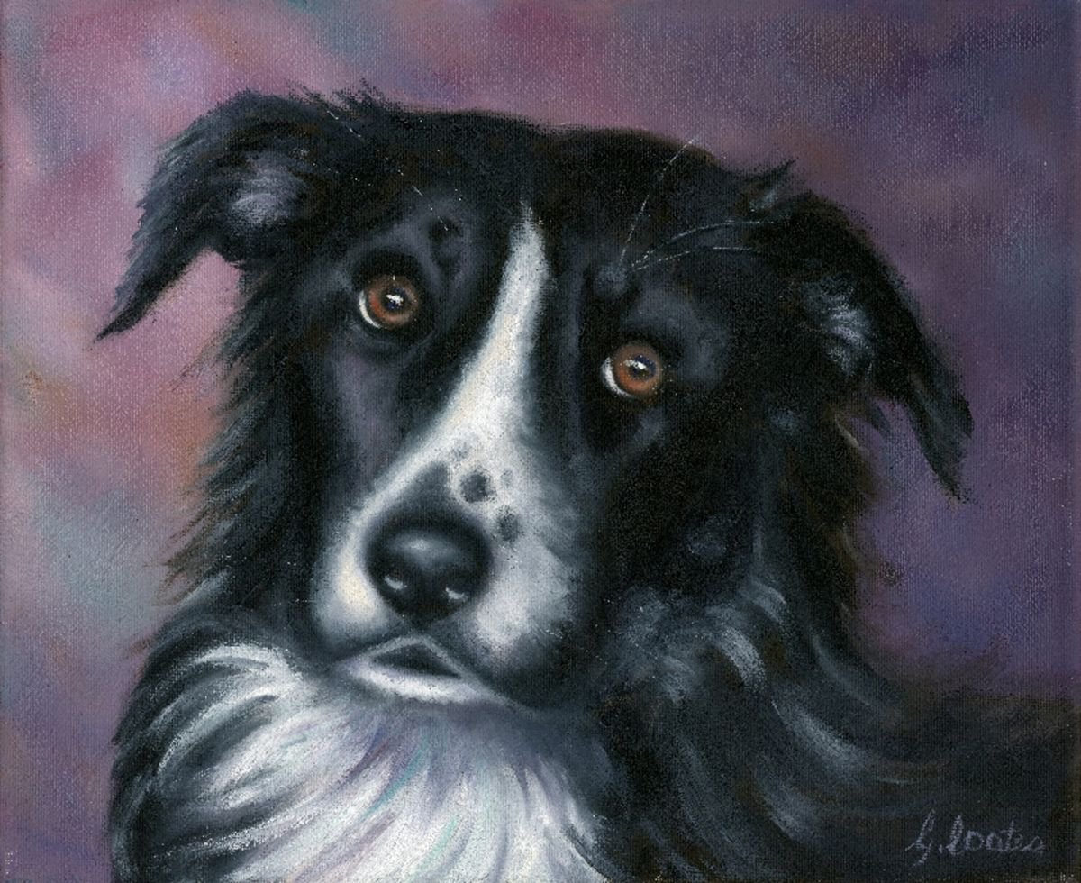 Old Collie by Gillian Coates