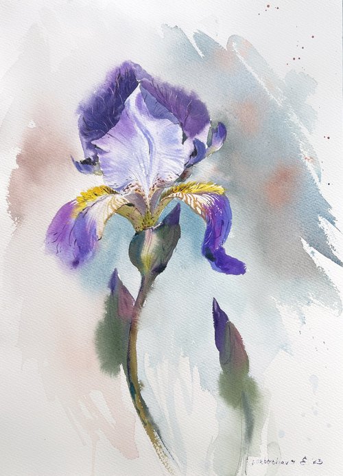 Iris by Eugenia Gorbacheva
