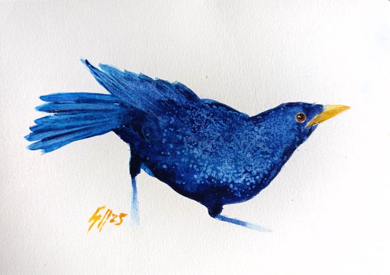 Blue bird VI