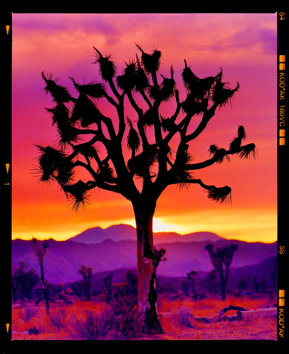 Expressive Landscape Photograph By Richard Heeps, 23 X 27", Joshua Tree (Portrait), Original Artwork