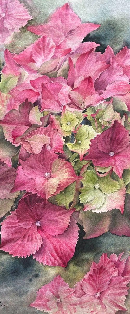 Pink hydrangeas by Yuliia Ludanova