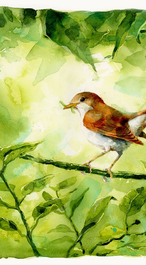Common nightingale with caterpillar by Karolina Kijak
