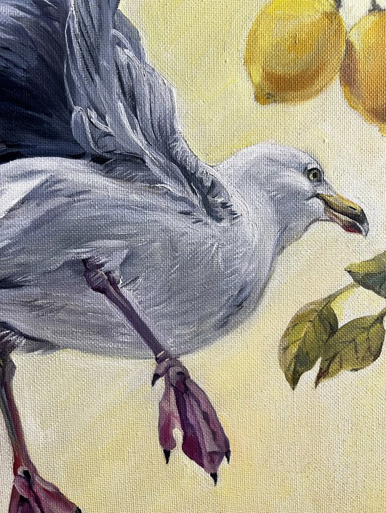Seagull of Italy