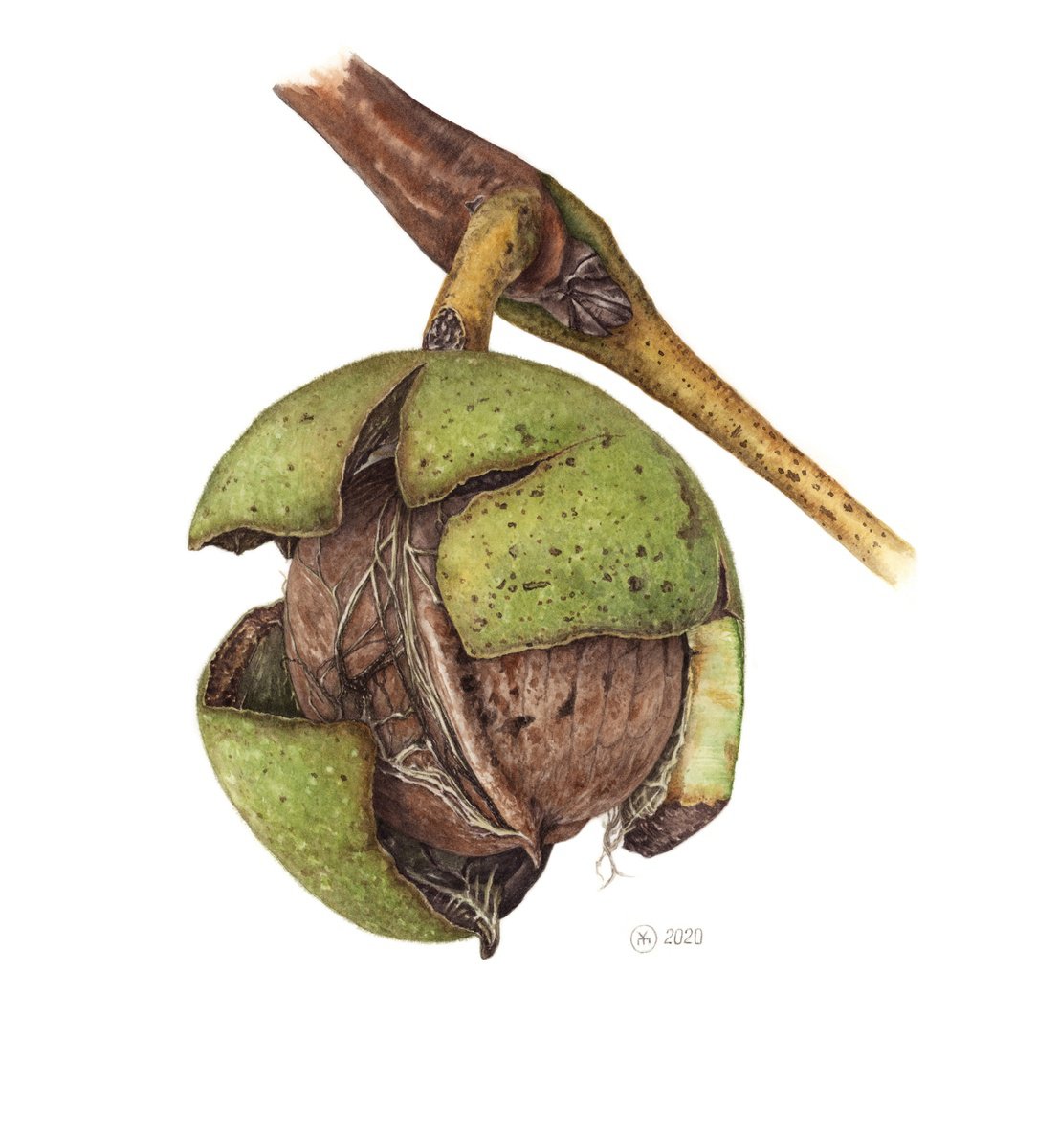 Photorealistic Botanical Watercolour By Yuliia Moiseieva, 11 X 12", Green Walnut, Original Artwork