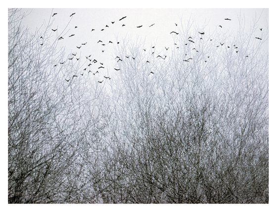 Midwinter #1 Limited Edition #1/25 Fine Art Photograph of Bare Winter Trees and Birds Flying