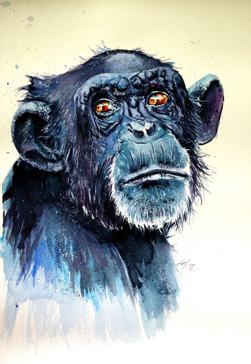 Chimpanzee by Kovcs Anna Brigitta