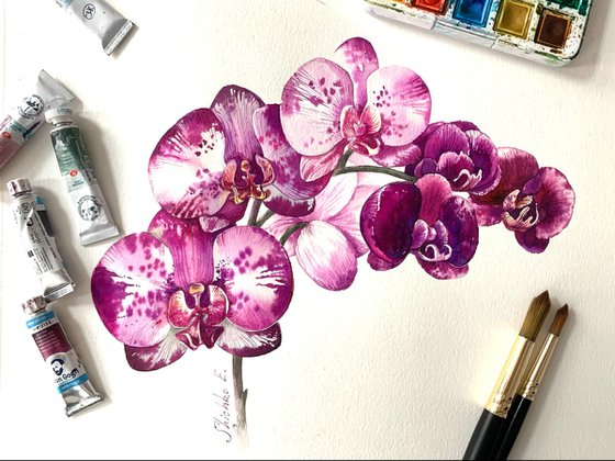 Orchid