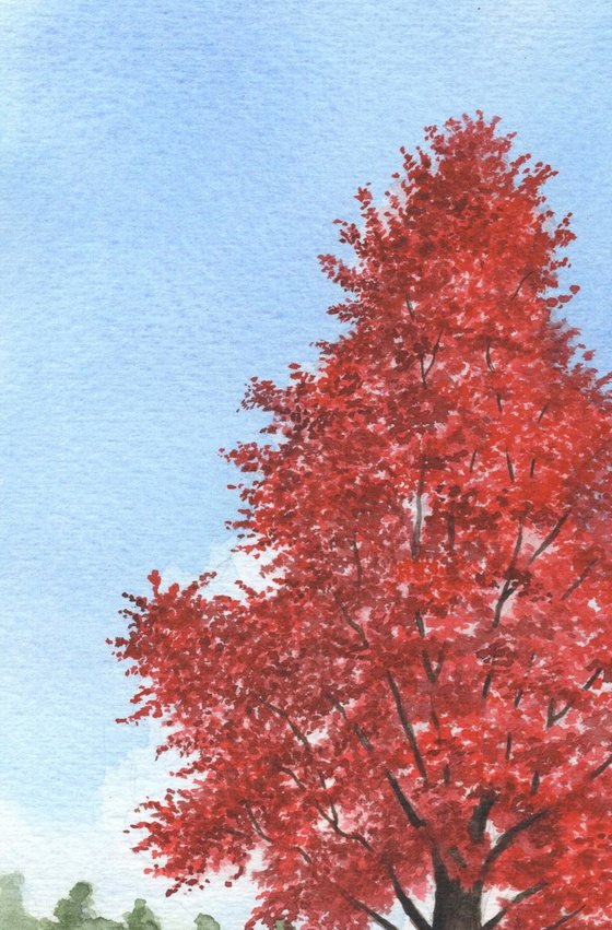 Red Maple Tree