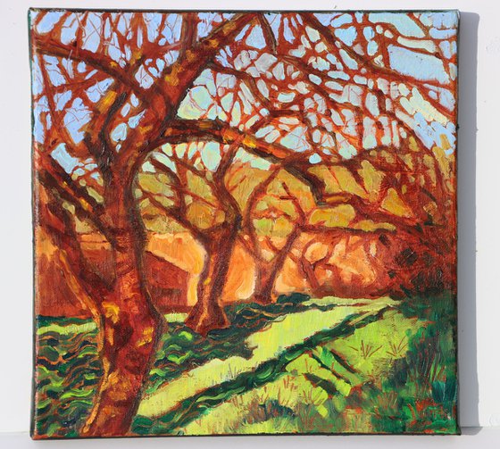 Cherry Trees in Winter Sun