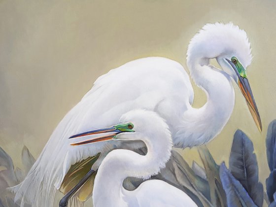 Egrets