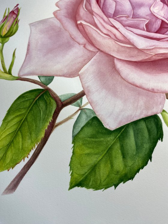 Pink Royal Rose