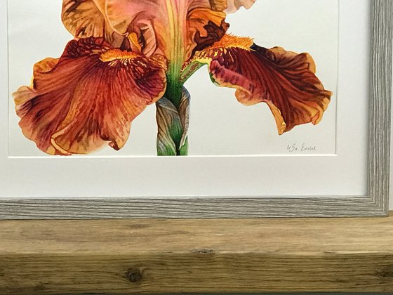 Orange Iris