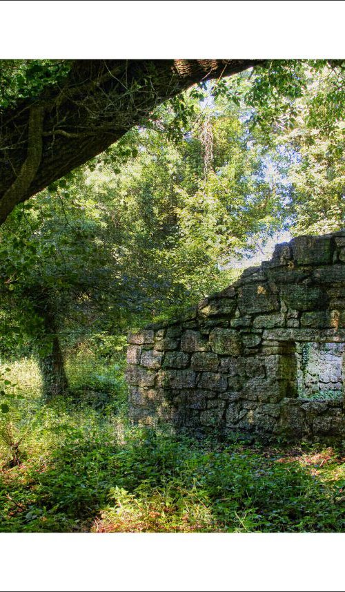 Deep in the Forest by Martin  Fry