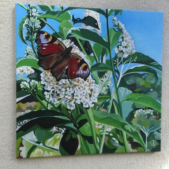 Peacock Butterfly on Buddleia