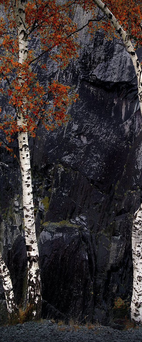 Cumbria Birches by DAVID SLADE