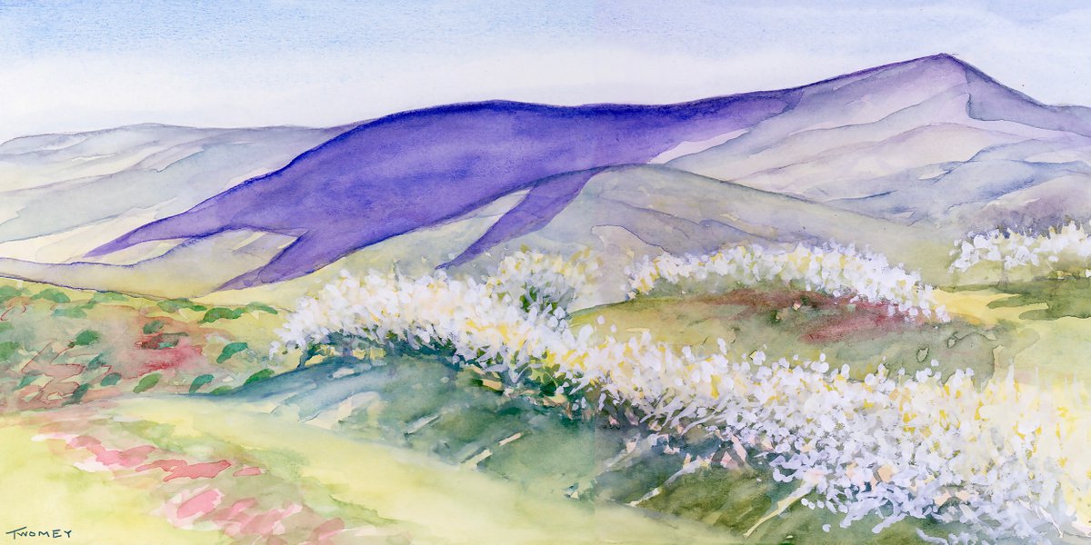 Apple Orchard With Cloud Shadow by Catherine Twomey