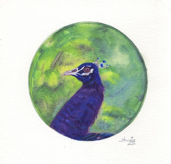 Peacock portrait