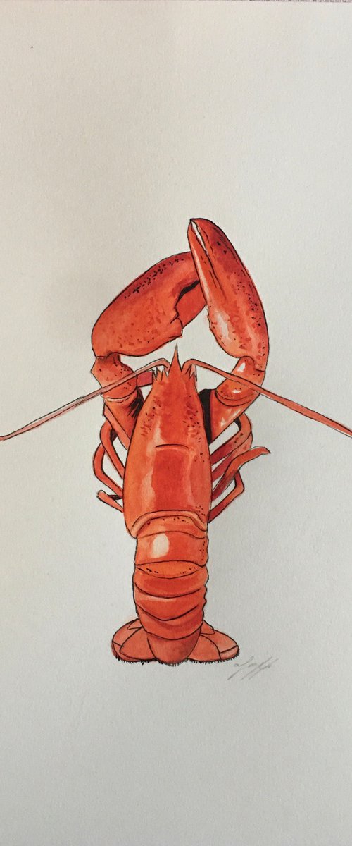Red lobster by Amelia Taylor