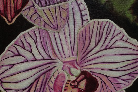 "Leopard Prince Orchid III"