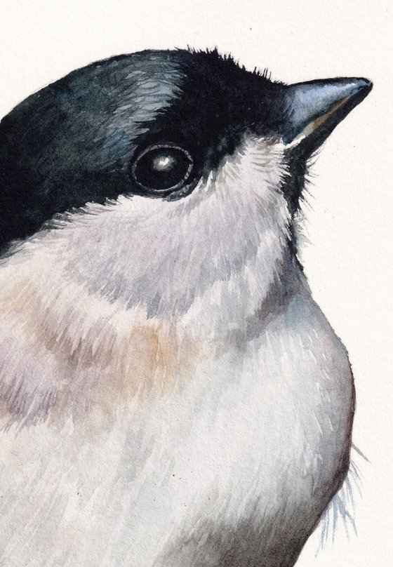 Marsh Tit