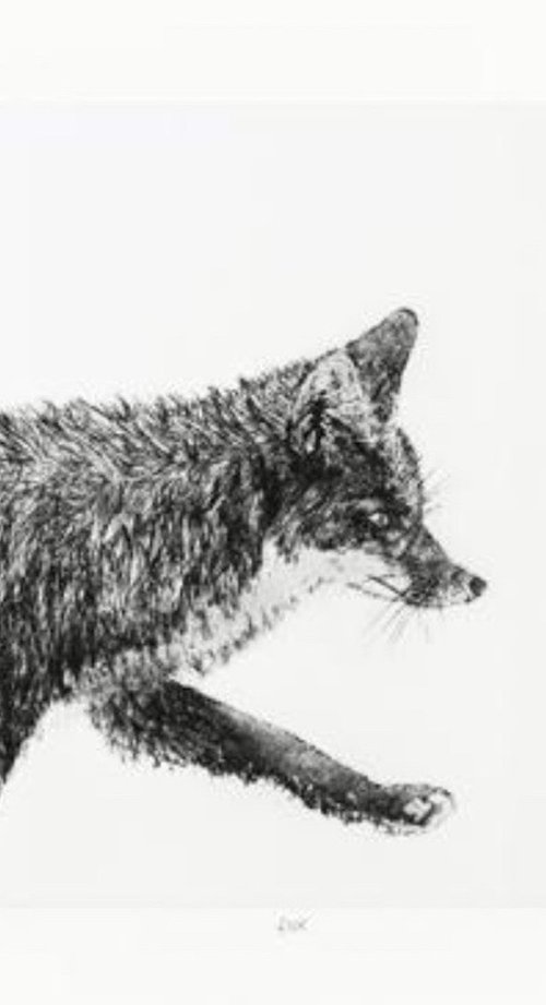 Fox by Julie Dyer