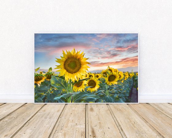Sunflower Sundown