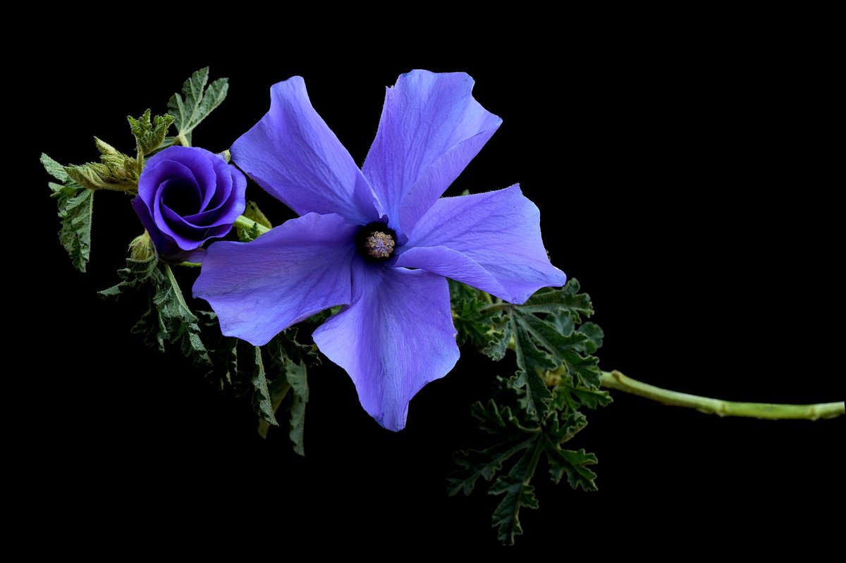 Photorealistic Botanical Photograph By Nadia Culph, 35 X 24", Lilac Hibiscus Flower, Original Artwork