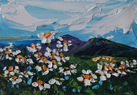 Daisies in the mountains