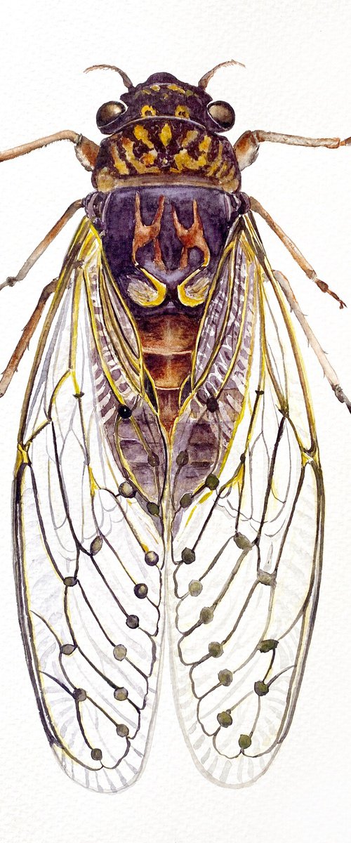Symphony of Cicadas,beautiful singing insect with transparent wings by Tetiana Savchenko