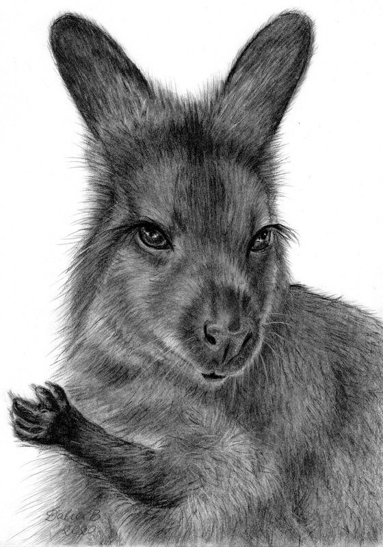 kangaroo