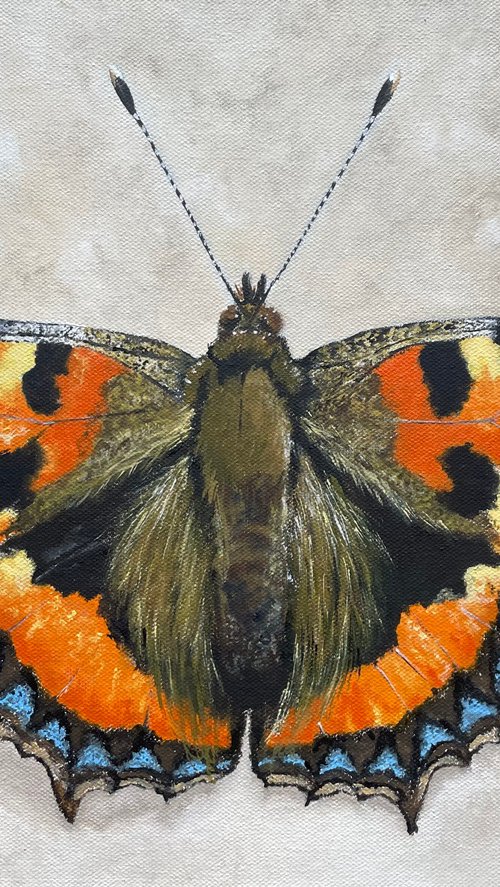 Small Tortoiseshell by Shayne McGirr