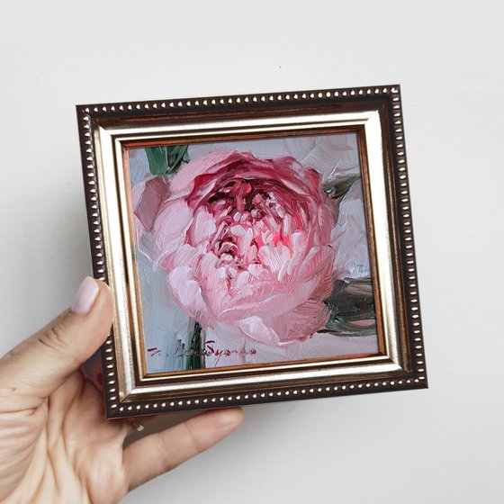 Pink peony