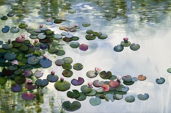 Always Waterlilies 8