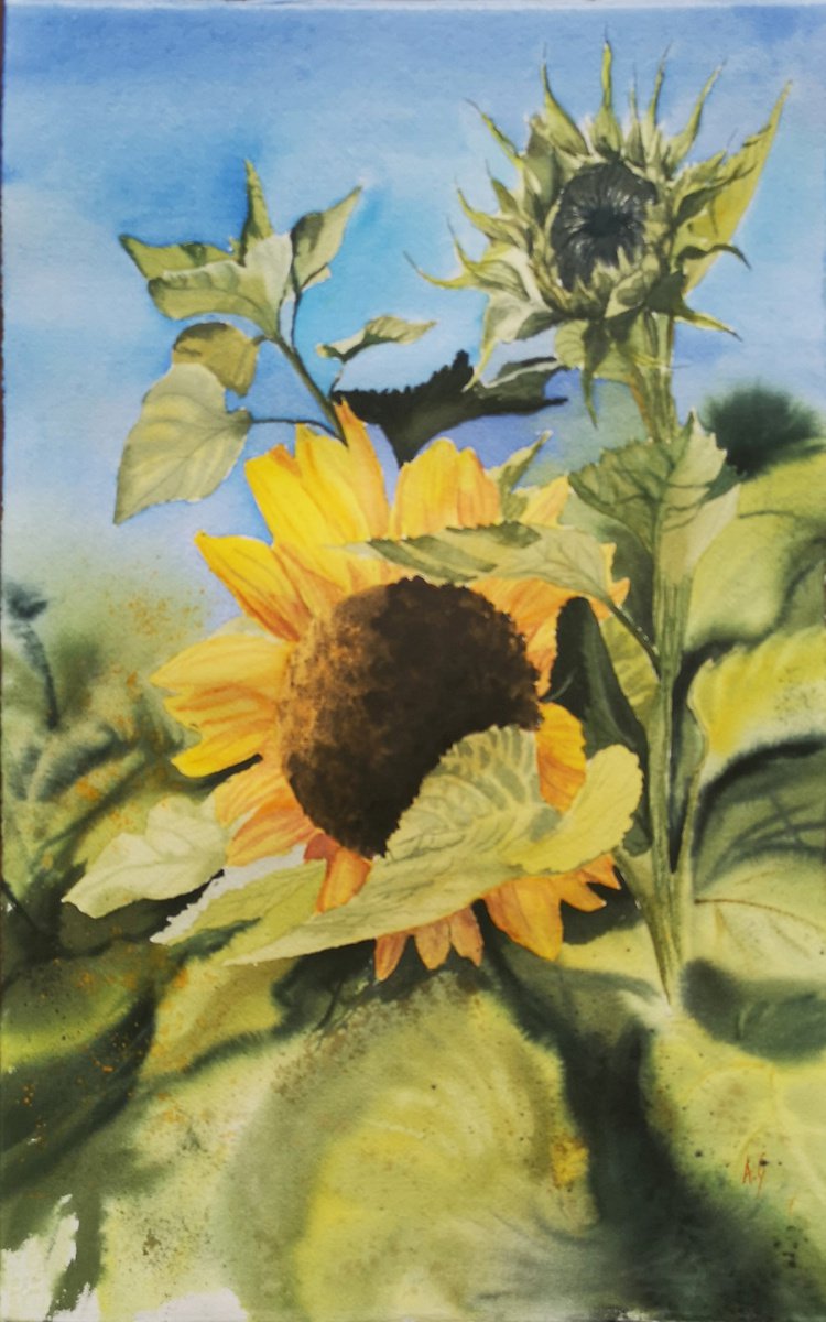 Swiss sunflower by Aneta Gajos