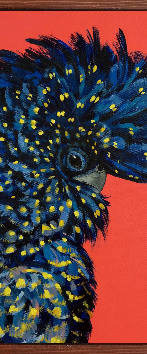 Red-tailed black Cockatoo – "Party cockatoo" by Irina Redine