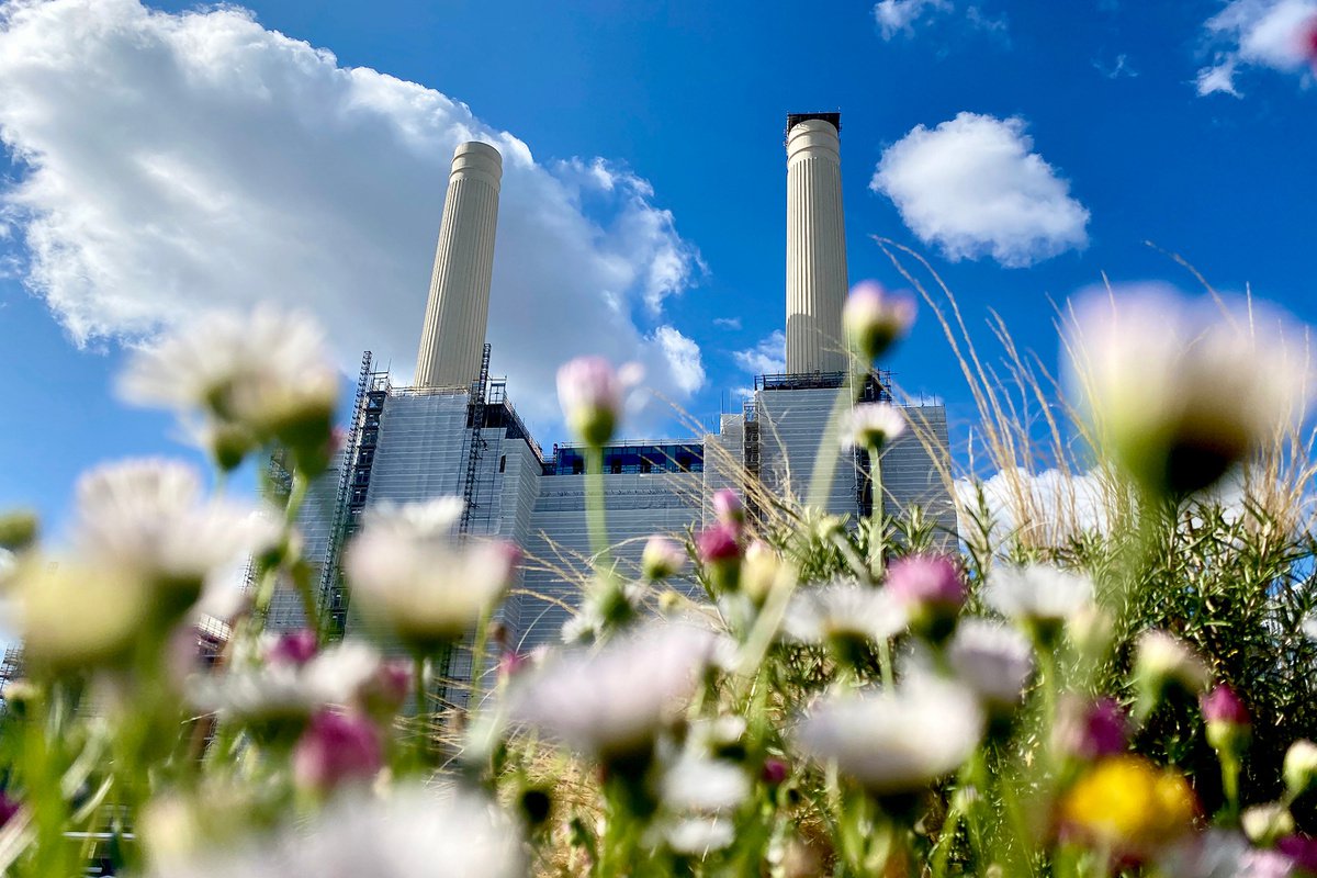 Battersea Power station : flower field 2020 1/20 18X12 by Laura Fitzpatrick