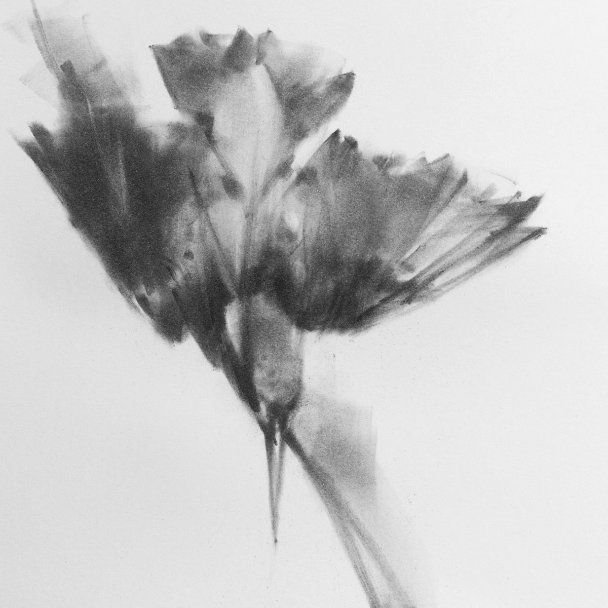 common kingfisher 02 by Tianyin Wang