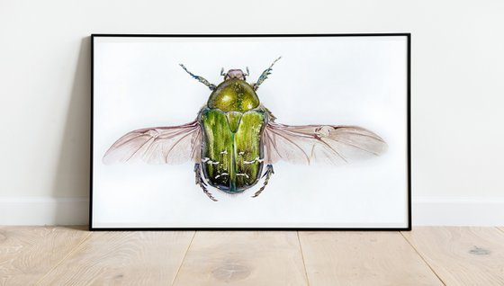 Shiny wings, Cetonia aurata green-yellow colored beetle with wings sparkles in the rays of light