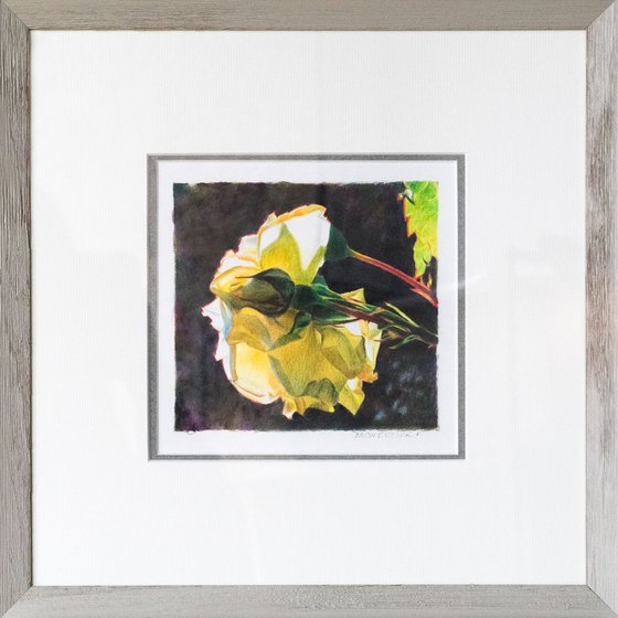 White rose in my garden - floral drawing - FRAMED