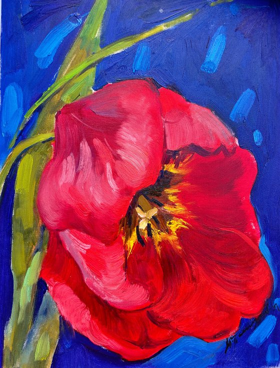 Red tulip