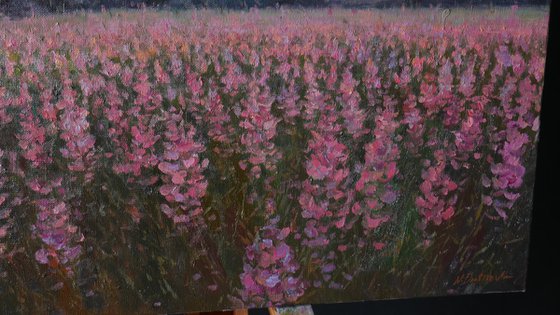 Sunset Over The Purple Flowers