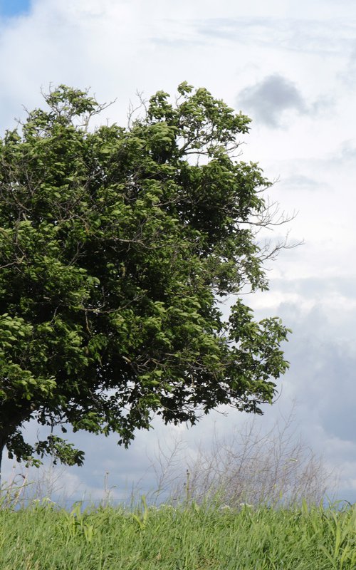 Tree in the wind by Sonja  Čvorović